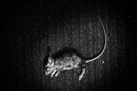 Dead Mouse, New Theme, Still Life, Quick Saves, Art