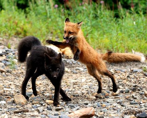 Foxes Playing, Fox Playing, Two Foxes, Two Animals, Everyday Goth, Fantastic Fox, Fabulous Fox, Sneak Attack, Fox Pictures