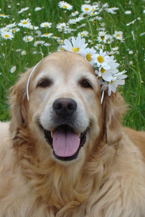 You can’t handle my fabulousness Daisy Head, Perros Golden Retriever, How To Wear Headbands, Daisy Cottage, Daisy Headband, Daisy Dog, A Golden Retriever, Lovely Bride, Dog Flower