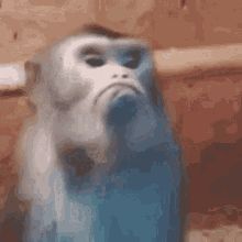 Mad Monkey, A Monkey, Animated Gifs, Animated Gif, Keyboard, Abc, Gif