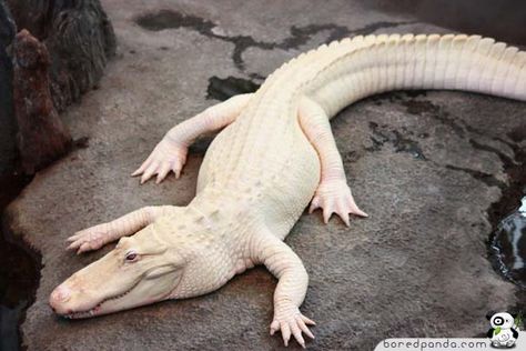 When God Runs out of Paint: 26 Albino Animals | Bored Panda White Alligator, Albino Animals, Animals Amazing, Crocodiles, Reptiles And Amphibians, Animal Wallpaper, Animals Images, Animal Photo, Animal Gifs