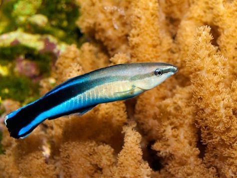 Do you know a fish that can enter the larger fish’s gills and mouth? Do ... Read more The post Cleaner Wrasse | Definitive Care Guide |Reef Safe Aquarium Fish appeared first on Life Of Fish. Fish Dishes Healthy, Wrasse Fish, Underwater Drawing, Cleaning Station, Ikan Air Tawar, Shark Tale, Different Fish, Saltwater Fish, Saltwater Tank