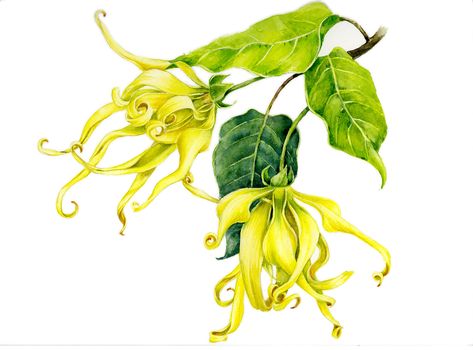 Flowers for cosmetic companies on Behance Ylang Ylang Flower, Illustration Botanique, Altered Images, Botanical Drawings, Floral Scent, Perfume Spray, Ylang Ylang, Perfume Oils, Botanical Illustration