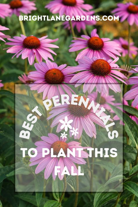 Planting season is not limited to the spring! There are several perennials that perform very well when planted in the fall. Fall planting can lead to bigger, more robust plants in the spring which leads to better performance for blooms! Check out this list of our favorite perennials for fall planting in Michigan! Fall Planting Perennials, Fall Bulb Planting, May Night Salvia, Pollinator Garden Design, Fall In Michigan, Endless Summer Hydrangea, Shasta Daisies, Fall Planting, Prairie Garden