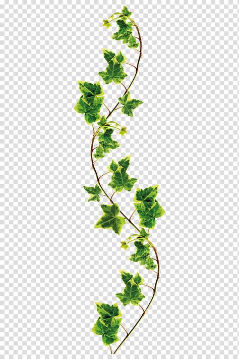 Climbers Plants Drawing, Creepers Plants Drawing, Plant Transparent Background, Vines Illustration, Ivy Illustration, Boot Painting, Common Ivy, Ivy Tattoo, Creepers Plants