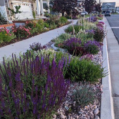 Purple Bushes, Bushes In Front Of House, Strip Garden, Xeriscape Front Yard, High Country Gardens, Low Water Gardening, Waterwise Garden, Drought Tolerant Landscape, Country Gardens