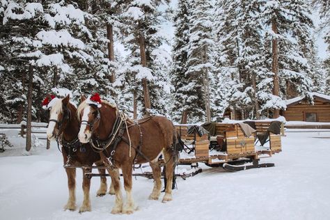 The Only Way to Get to This Cozy Candelit Dinner Is by Sleigh Ride Horse Drawn Sleigh Christmas, Montana Bozeman, Christmas Sleigh Ride, Horse Drawn Sleigh, Travel Camper, Cowboy Romance, Big Sky Montana, Dashing Through The Snow, Cowboy Christmas