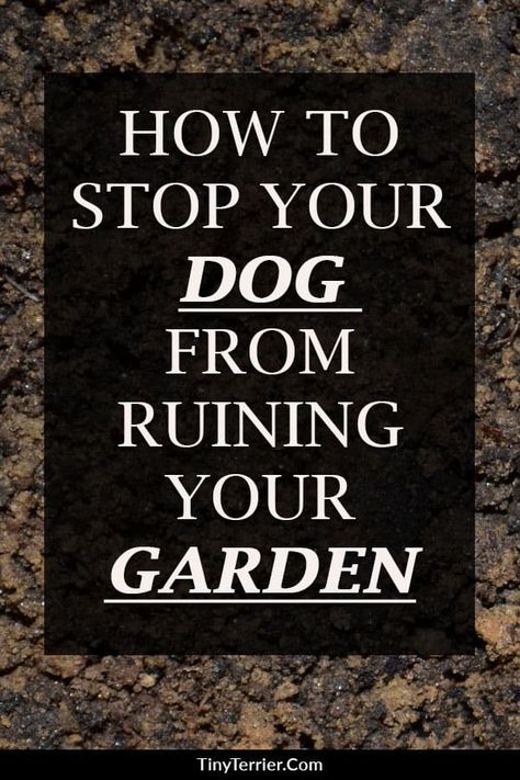 Top tips to protect your garden from your dog. How to stop your dog from digging up the garden. Dogs Digging Holes, Stop Dogs From Digging, Dog Digging, Dog Aggression, Digging Holes, Dog Minding, Easiest Dogs To Train, Dog Training Classes, Dog Training Techniques