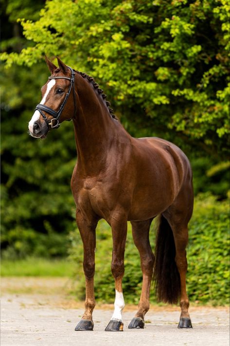 Bay Thoroughbred Horse, Bay Dutch Warmblood, Dutch Warmblood Horse, Horse Warmblood, Belgian Warmblood, Homesteading Animals, Dutch Warmblood, Warmblood Horses, Pony Breeds