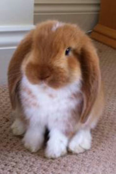 . Lop Bunnies, Holland Lop Bunnies, Regnul Animal, Mini Lop, Holland Lop, Good Photo, Pet Bunny, Funny Bunnies