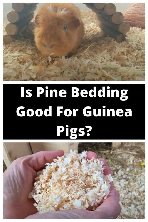 Pine Beds, Guinea Pig Bedding, Pet Mice, Pet Cage, Guinea Pigs