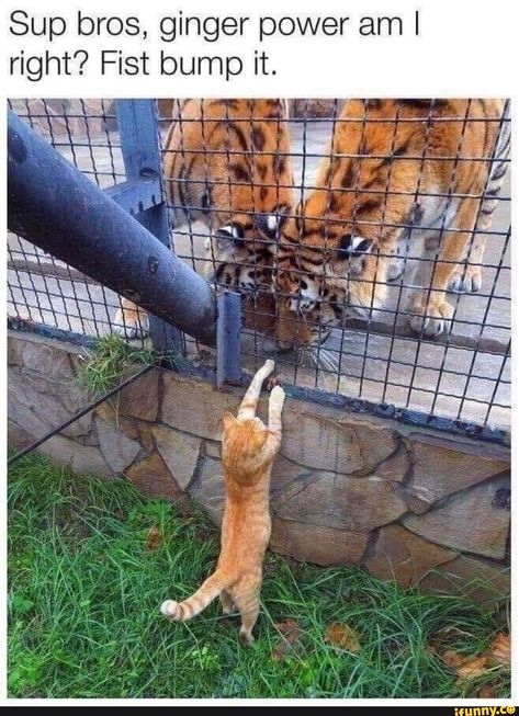 Found on iFunny Katt Grejer, Regnul Animal, Funny Animal Memes, Cute Animal Pictures, Funny Animal Pictures, Beautiful Cats, 귀여운 동물, Animal Memes, Cute Funny Animals