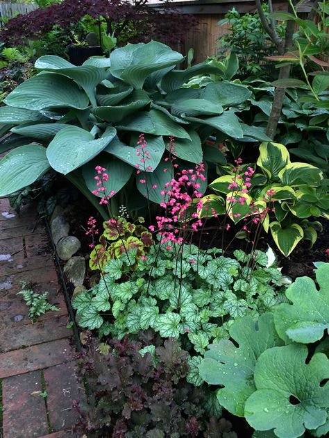 Shade Landscaping, Shade Garden Design, Shade Garden Plants, Hosta Gardens, Coral Bells, Fine Gardening, Have Inspiration, Woodland Garden, Shade Plants