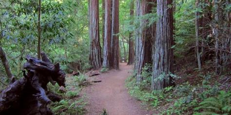 These days, Muir Woods is one of the most popular tourist attractions in the Bay Area, and as a result, it's generally mobbed with visitors, leaving few opportunities to enjoy the peace and solitude that a primal Redwood forest should provide. But don't worry, there is another Marin gem that can off... Larkspur California, Bay Area Hikes, Vacation Cottage, Muir Woods, Redwood Forest, Take A Hike, The Bay Area, Walk In The Woods, California Adventure