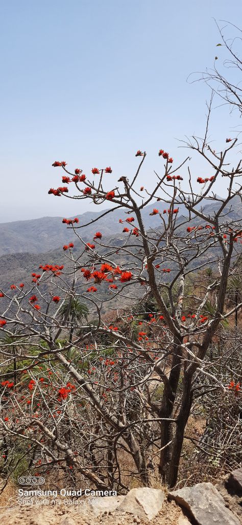 Mount Abu, India Mount Abu Photography, Rajasthan Aesthetic, Mount Abu, Birthday Posters, Friend Songs, Happy Birthday Posters, Best Friend Songs, Drawings Simple, Birthday Poster