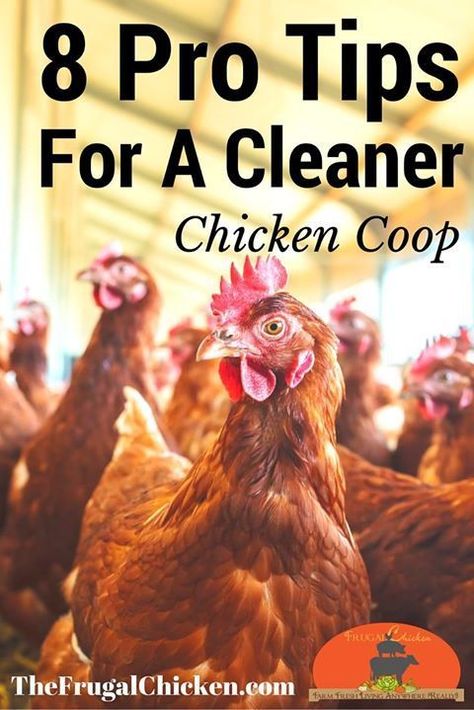 How To Clean Your Chicken Coop [Podcast] | Pampered Chicken Mama Chicken Habitat, Raising Turkeys, Chicken Flock, Clean Chicken, Chicken Owner, Coop Ideas, Chicken Health, Best Chicken Coop, Raising Backyard Chickens