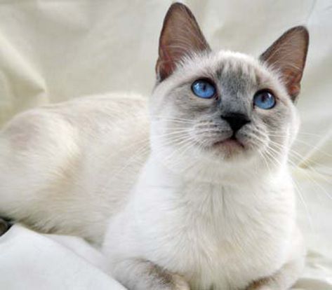 Lilac Point Siamese Cat | 12 Things You Need to Know Lilac Point Siamese, Siamese Cats Blue Point, Tonkinese, Siamese Kittens, Domestic Cat, Siamese Cats, Cats Meow, Pretty Cats, Maine Coon