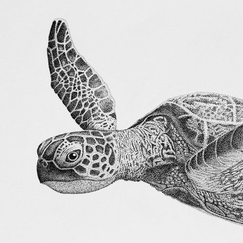 Stippled turtle. Illustration is inspired by my encounters swimming with turtles on the Great Barrier Reef. Copyright @saltydots Turtle Stippling Art, Sea Turtle Sketch, Swimming With Turtles, Turtle Sketch, Turtle Illustration, Stippling Art, The Great Barrier Reef, Sea Animal, Stippling