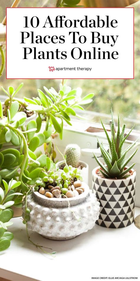 These are some of the best places to buy plants online with your budget in mind. Now all you have to do is figure out how to keep them alive. #houseplants #indoorplants #indoorgarden #plantcare #planttips #besthouseplants #easytocareforplants #affordableplants #plantlover House Plants Aesthetic, Grow Money, Money Plants, Room Scandinavian, Plants Aesthetic, Hydrangea Bush, Buy Plants Online, Plants Care, Chinese Money Plant