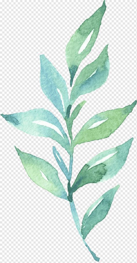 Leaf Watercolor, Leaf Photography, Watercolor Leaves, Plant Illustration, Png Transparent, Watercolor Paintings, Plants, Green, Photography