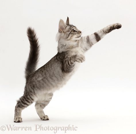 Photograph of Mackerel Silver Tabby cat, playfully jumping up. Rights managed white background image. Ticked Tabby Cat, Mackerel Tabby, Silver Tabby Cat, Jumping Cat, Cat Poses, Colorful Hairstyles, Cats Playing, Cat Anatomy, Cat Reference