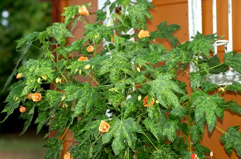 Abutilon plants look like dwarf flowering maple trees. Learn what they truly are and how to care for them (such as bringing them indoors for winter). Zone 10 Plants, Flowering Maple, Planting Zones, Bear Flowers, Types Of Oranges, Shade Garden Plants, Fantasy Garden, Maple Trees, Pale Orange