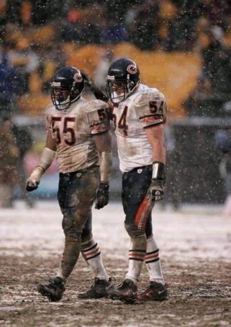 Bears Photos, Chicago Bears Wallpaper, Chicago Bears Pictures, Bears Pictures, Brian Urlacher, Gale Sayers, Bears Wallpaper, Chicago Bears Logo, Nfl Football Pictures