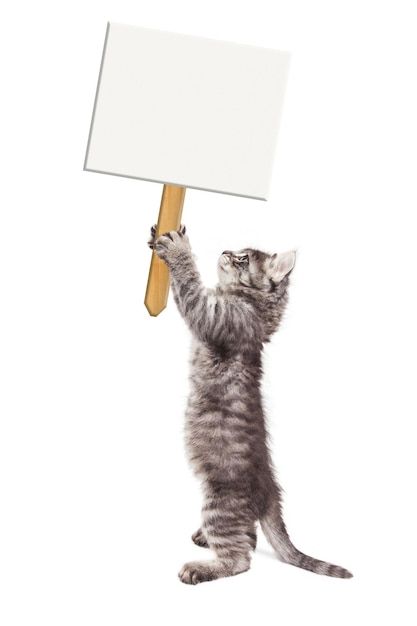 Photo funny kitty standing holding blank... | Premium Photo #Freepik #photo #holding-sign #cat #cute-cat #cats-pet Cat Standing Up, Cat Holding Sign, Drawing Stand, Cat Stand, Holding Sign, Cartoon Cat Drawing, Standing Cat, Cat Standing, Cute Png