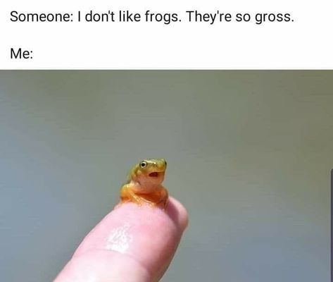 Pretty Snakes, Frog Pictures, Cute Reptiles, Silly Goofy, Pure Happiness, Funny Frogs, Frog Art, Frog And Toad, Silly Animals