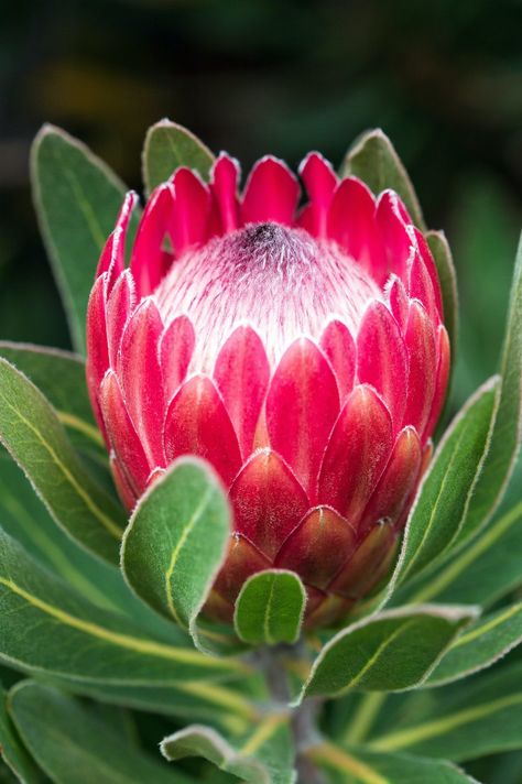 Protea flower is an exquisite wonder of nature ( protea cynaroides)Nature has gifted us with an abundance of mesmerizing blooms, each with its unique charm and beauty. Among these floral wonders, the Protea flower stands out as an extraordinary specimen. With its stunning colors, intricate shapes, and symbolic significance, the Protea flower, scientifically known as Protea cynaroides, captivates the hearts and minds #Flowers #PlantsSection Deco Eucalyptus, Protea Plant, Lily Pictures, Flowers Australia, Protea Art, Australian Flowers, Protea Flower, Australian Native Flowers, Australian Plants