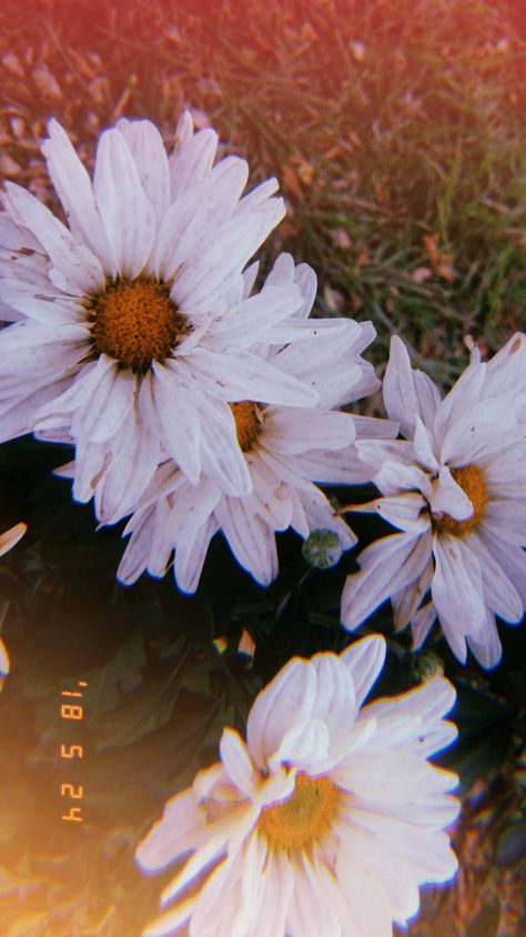 Joyful Aesthetic, Wallpapers Nature, Daisy Wallpaper, Grace Beauty, Night Sky Wallpaper, Flowers Photography Wallpaper, Beauty Aesthetic, Abstract Iphone Wallpaper