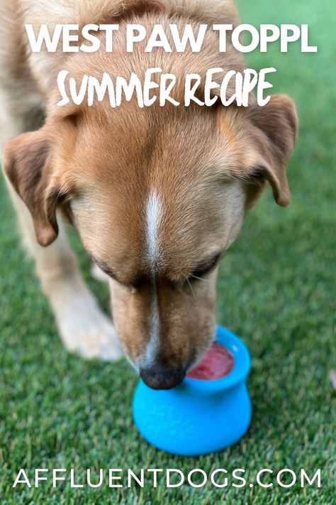 A Yellow Labrador mix enjoys the summer West Paw Toppl recipe Belly Rub Breeze Toppl Dog Recipes, Chew Toys For Dogs, Fun Summer Ideas, Homemade Dog Toys, Kong Dog Toys, Dog Boredom, Easy Dog Treat Recipes, Dog Treat Recipe, West Paw