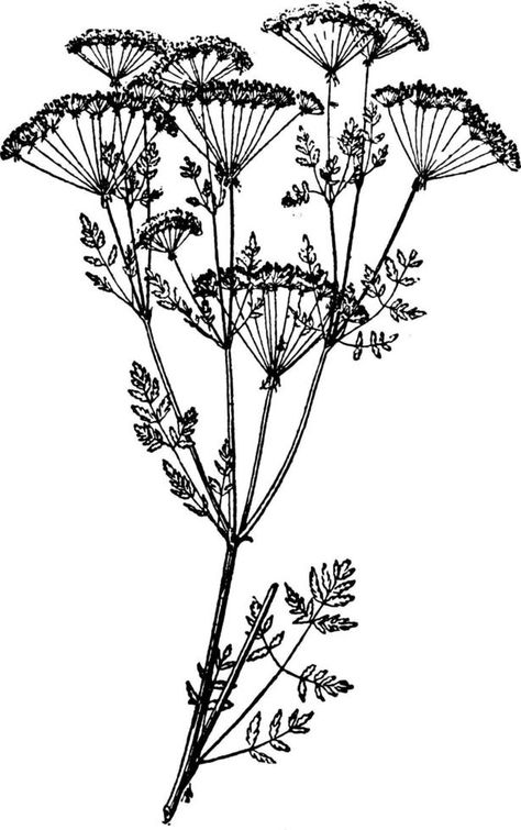 Poison hemlock vintage illustration. Poison Hemlock, Botanical Tattoo Design, Japanese Leg Tattoo, Tattoo Sites, Lower Leg Tattoos, Vintage Witch Art, The Poison, Leg Tattoos Women, Leg Sleeve Tattoo