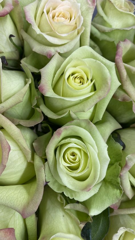 Sage Green Roses, Olive Green Flowers, Flowers Green, Green Roses, Mint Aesthetic, Green Galaxy, Mint Green Aesthetic, Green Rose, Yellow Aesthetic