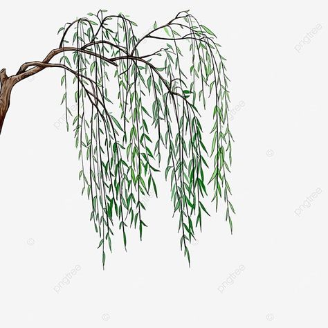 Weeping Willow Tattoo, Willow Tree Art, Tree Branch Tattoo, Branch Drawing, Willow Tree Tattoos, Trees Png, Animal Tattoo Ideas, Willow Trees, Branch Tattoo