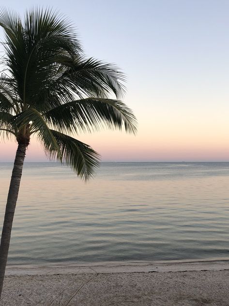 palm tree, sunset, ocean view, ocean sunset, thankful Wallpaper Beautiful Nature, Beach Sunset Wallpaper, Tree Sunset, Palm Tree Sunset, Wallpaper Beautiful, Sunset Ocean, Nature Scenery, The Florida Keys, Beach Activities