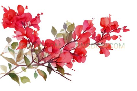 Red bougainvillea watercolor isolated transparent background Bougainvillea Watercolor, Red Bougainvillea, Bougainvillea Flower, Flowers Delivery, Tag Photo, Bougainvillea, Png Transparent Background, Free Graphics, Watercolor Background