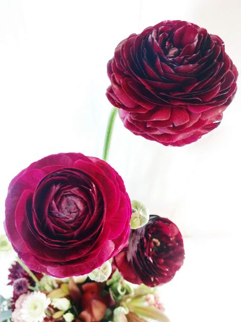 Ohhhh Oh Ooooo! These dark burgundy ranunculus are available year round through your florist. They range a little in price depending on the season but they rarely disappoint! Ranunculus are so full of vibrant color, petals and they have outstanding stem personality! They are totally winners in our book. We love them at Hannah's and use them often! Maroon Ranunculus, Jess Wilson, Bond Wedding, Burgundy Ranunculus, Autumn Arrangements, 23rd March, Flower Board, White Ranunculus, Spring Arrangements