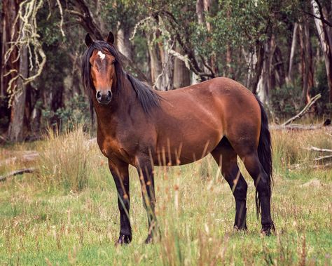 Treasuring The Trust. Brumby Horse, Kawaii Journaling, Stock Horse, Pony Breeds, Enchanted Wood, Wild Mustangs, Horse Pattern, Australian Native, Draft Horses