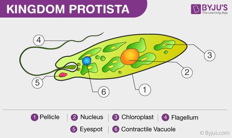 Protista Kingdom, Single Celled Organisms, Cell Organelles, Eukaryotic Cell, Slime Mould, Green Algae, Medical Anatomy, Cell Wall, Life Form