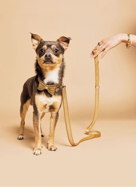 Best Luxury Aesthetic Dog Collars and Accessories from Meomari - feat. the Meomari 'Bandettini' Collar and Meomari 'Bandettini' Leash (Image: Meomari) Dog Collar Photography, Dog Accessories Aesthetic, Leash Aesthetic, Dog Collar Aesthetic, Pet Photoshoot, Best Dog Gifts, Pet Branding, Urban Dog, Animal Photoshoot