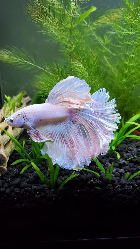 White Betta Fish, Betta Fish Tattoo, Aquatic Pets, Fish Tank Terrarium, Betta Aquarium, Floral Dog Collar, Aquarium Terrarium, Aquarium Ideas, Betta Fish Tank