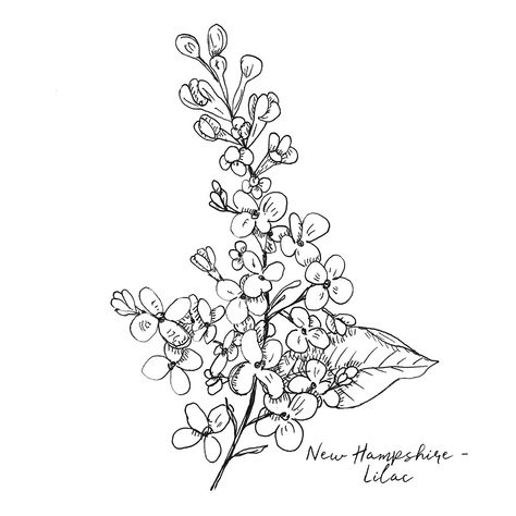 New Hampshire State Flower, Lilac Tattoo Stencil, Lilac Hand Tattoo, Lilac Illustration Simple, Lilac Drawing Black And White, White Lilac Tattoo, Lilac Tattoo Design Black And White, Lilacs Drawing, Simple Lilac Tattoo Black And White