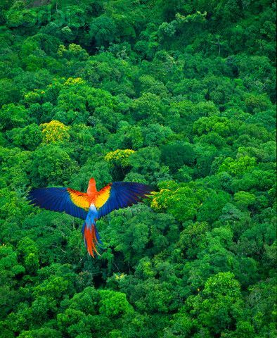 Bright colour of the bird against the strong green give a great, clear contrast. Parrot Flying, Colorful Bird, Amazon Rainforest, Exotic Birds, Tropical Birds, Pretty Birds, Colorful Birds, Birds Eye View, Birds Eye