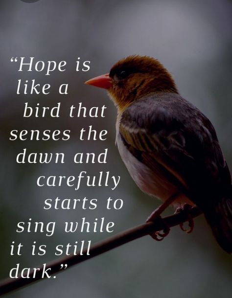 Bird Quotes, Prayer Quotes, Hope Is, Good Quotes, Quotable Quotes, Inspiring Quotes About Life, Encouragement Quotes, Quotes About Life, Wise Quotes