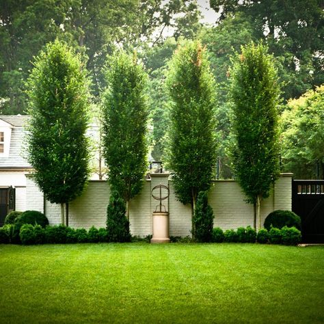 Boxwood – Page | Duke Landscape Architects | #landscapearchitecture #gardendesign #swimmingpool #poolhouse #driveway #entryway Boxwood Landscaping, Landscape Gardening, Privacy Plants, Patio Privacy, Privacy Landscaping, Easy Landscaping, Landscape Edging, Traditional Landscape, Home Landscaping