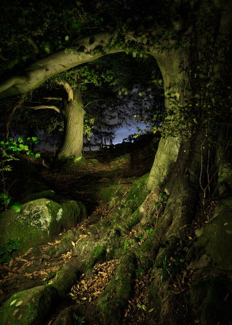 Midnight Garden Aesthetic, Dark Enchanted Forest Aesthetic, Midnight Forest, Oblivion, Nature Aesthetic, Enchanted Forest, Pretty Places, In The Woods, Pretty Pictures