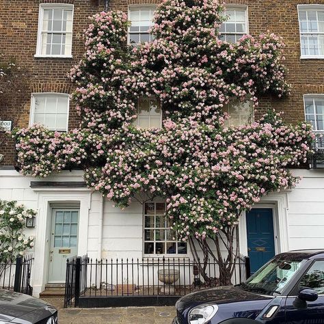 Debby: Botanica Trading (@debbytenquist) posted on Instagram: “VERTICAL ROSE, Selwood Place, South Kensington. I am obsessed with climbing roses as they are so rewarding. What an incredible show this…” • Mar 13, 2022 at 3:38pm UTC Cecile Brunner Climbing Rose, Climbing Rose On House, Rose House, Climbing Rose, Yard Landscape, South Kensington, Climbing Roses, Front Garden, Yard Landscaping