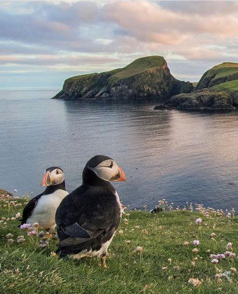 Cute Animal Photos Nature, Birding Aesthetic, Wildlife Photography National Geographic, Landscape With Animals, Rock Birds, Animals Icon, Background Birds, Animals In Love, Puffin Rock