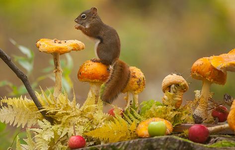 Autumn Animals Autumn Animals, Wild Animals Photography, Autumn Magic, A Squirrel, Wildlife Animals, Autumn Colors, Woodland Creatures, Sweet Animals, Squirrels